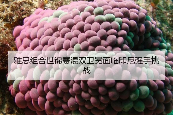 ya-si-zu-he-shi-jin-sai-hun-shuang-wei-mian-mian-lin-yin-ni-qiang-shou-tiao-zhan-2-263.jpg